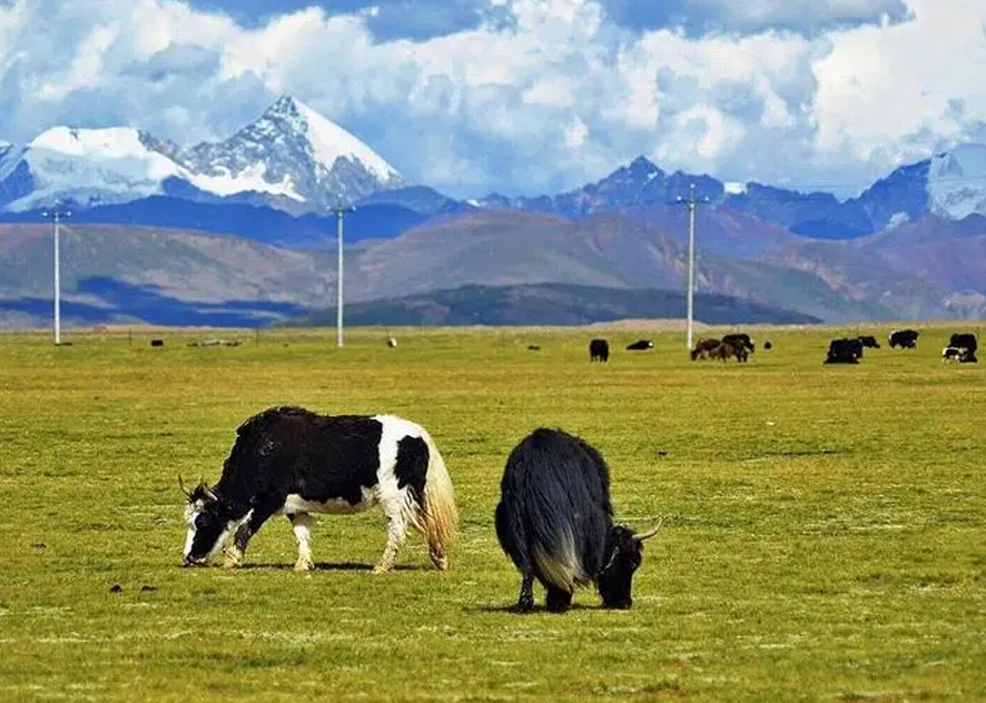 Application of heating tape in animal husbandry