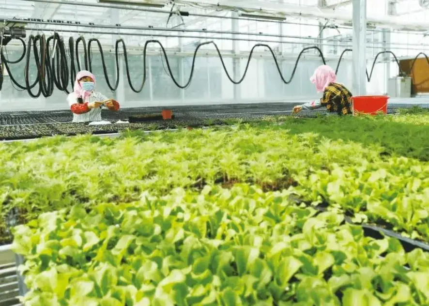 Case study of using electric heating cables in pesticide industry pipelines